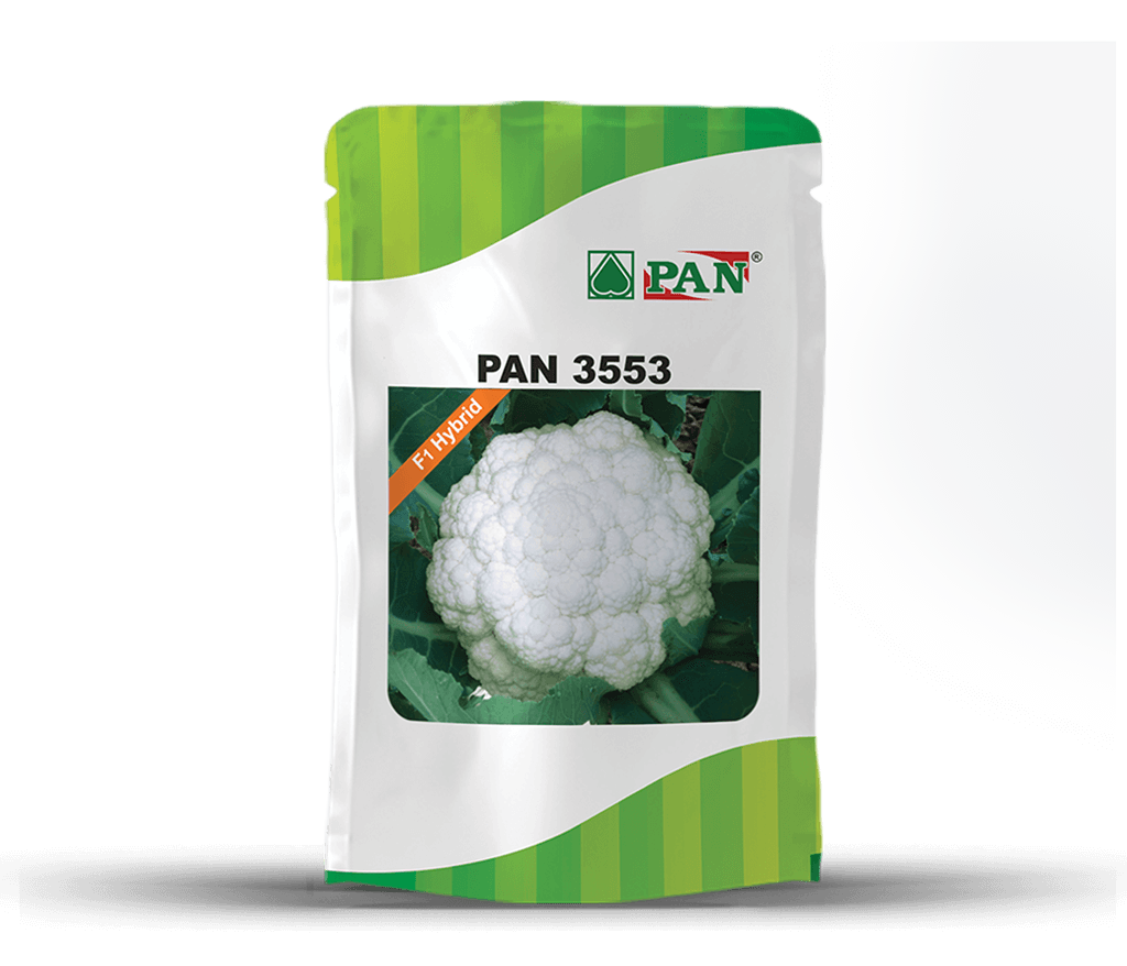 PAN 3553