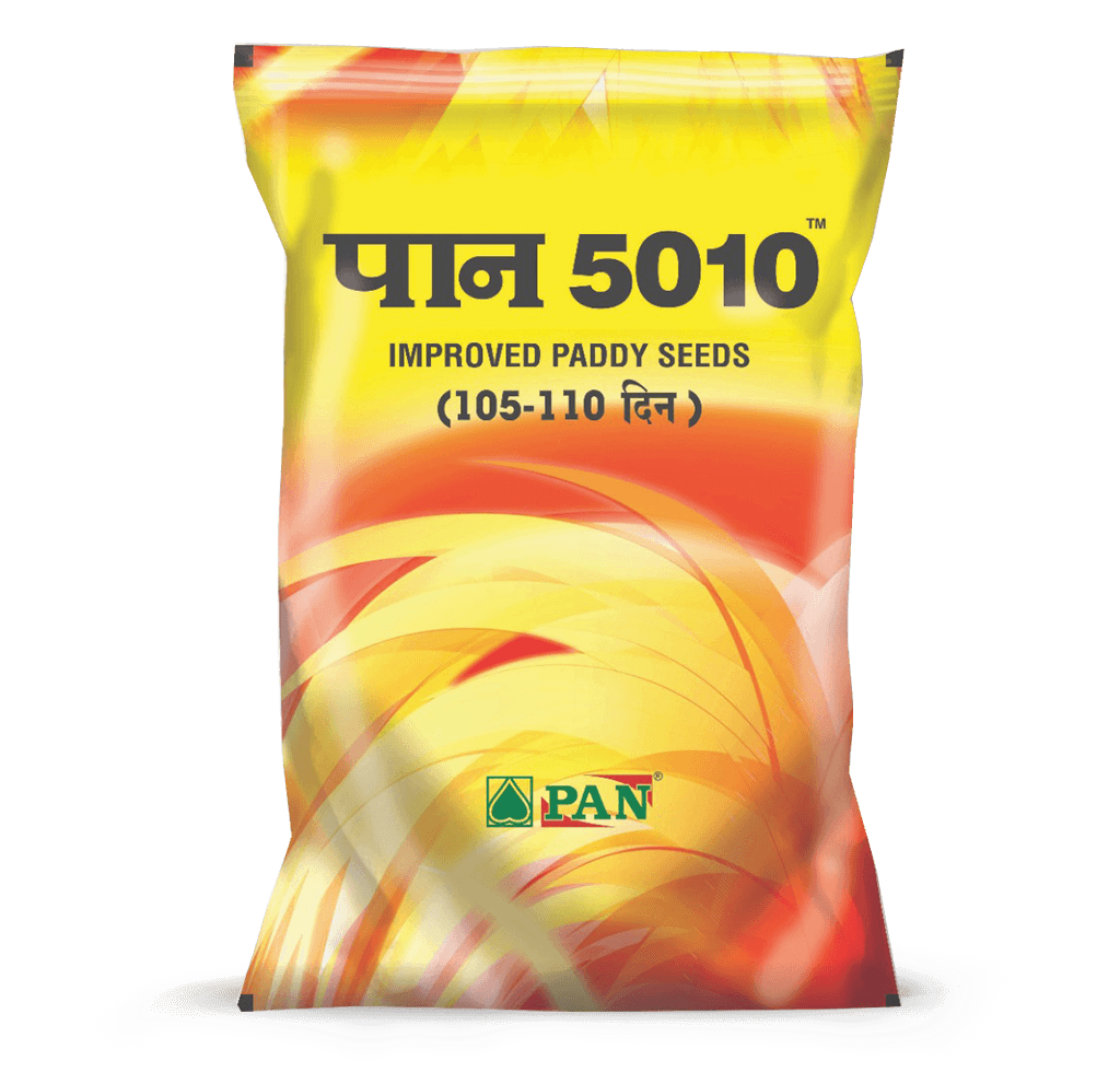 Buy High-Quality Improved Rice Seeds Online | Panseeds